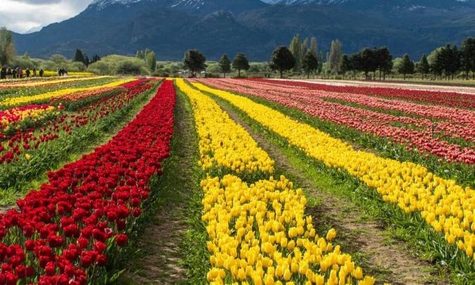 Campo de Tulipanes en Trevelin: cuándo visitarlo y por qué octubre es el mejor momento