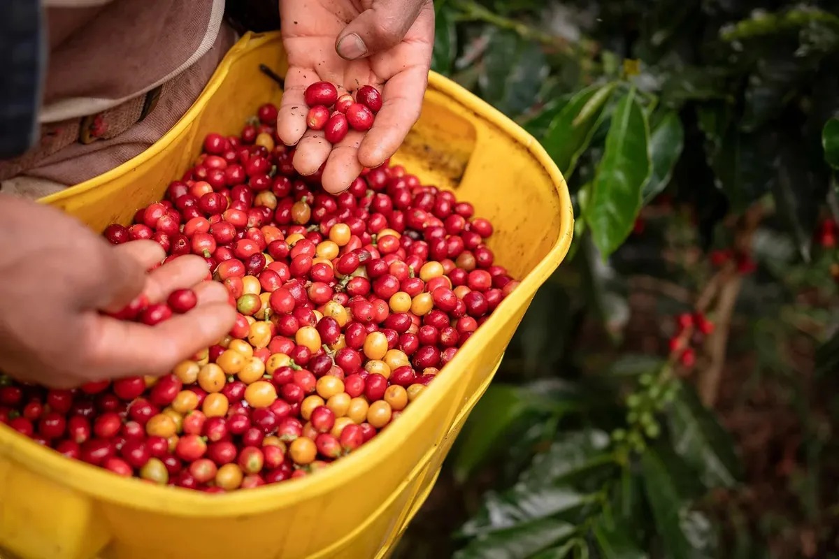 Colombia y la Ruta del Café: Bogota + Pereira