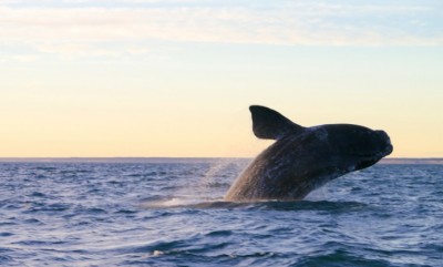 Puerto Madryn