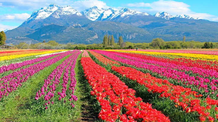 Bariloche y El Bolsón con campo de Tulipanes en Salida Grupal